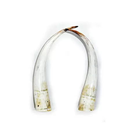 Ankole Horn 05 - Set